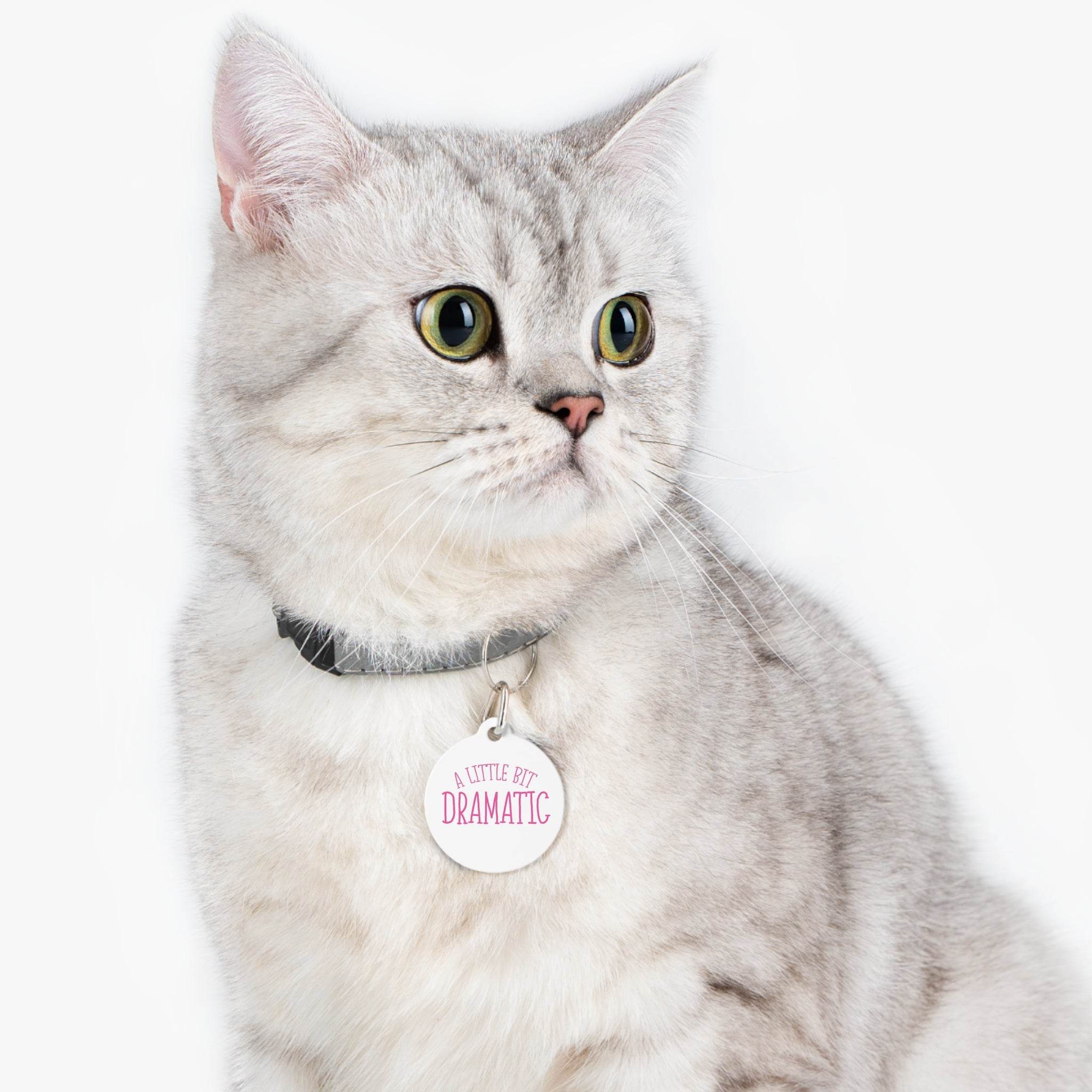 Gray cat wearing a collar with eco-friendly pet tags that say a little bit dramatic