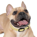 Potassium Power Eco-Friendly Dog Collar - Esmeralda Ecostore