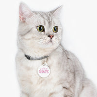Gray cat wearing a collar with eco-friendly pet tags that say a little bit dramatic