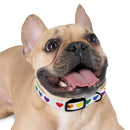 Happy dog wearing a rainbow heart dog collar with colorful heart patterns on white background