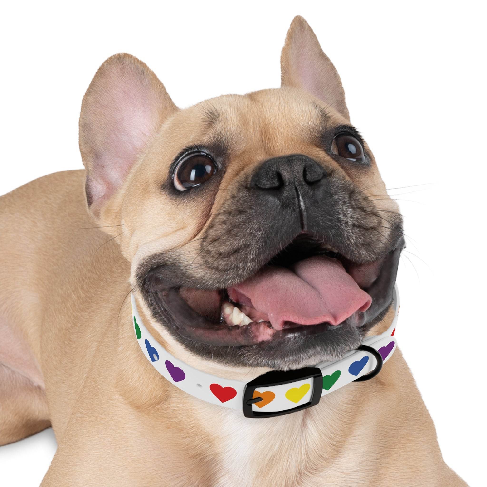 Happy dog wearing a rainbow heart dog collar with colorful heart patterns on white background